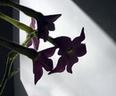 Nicotiana Sylvestris